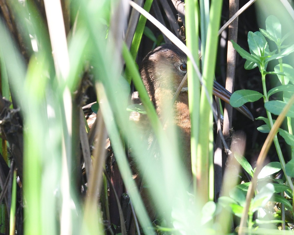 King Rail - ML634465243