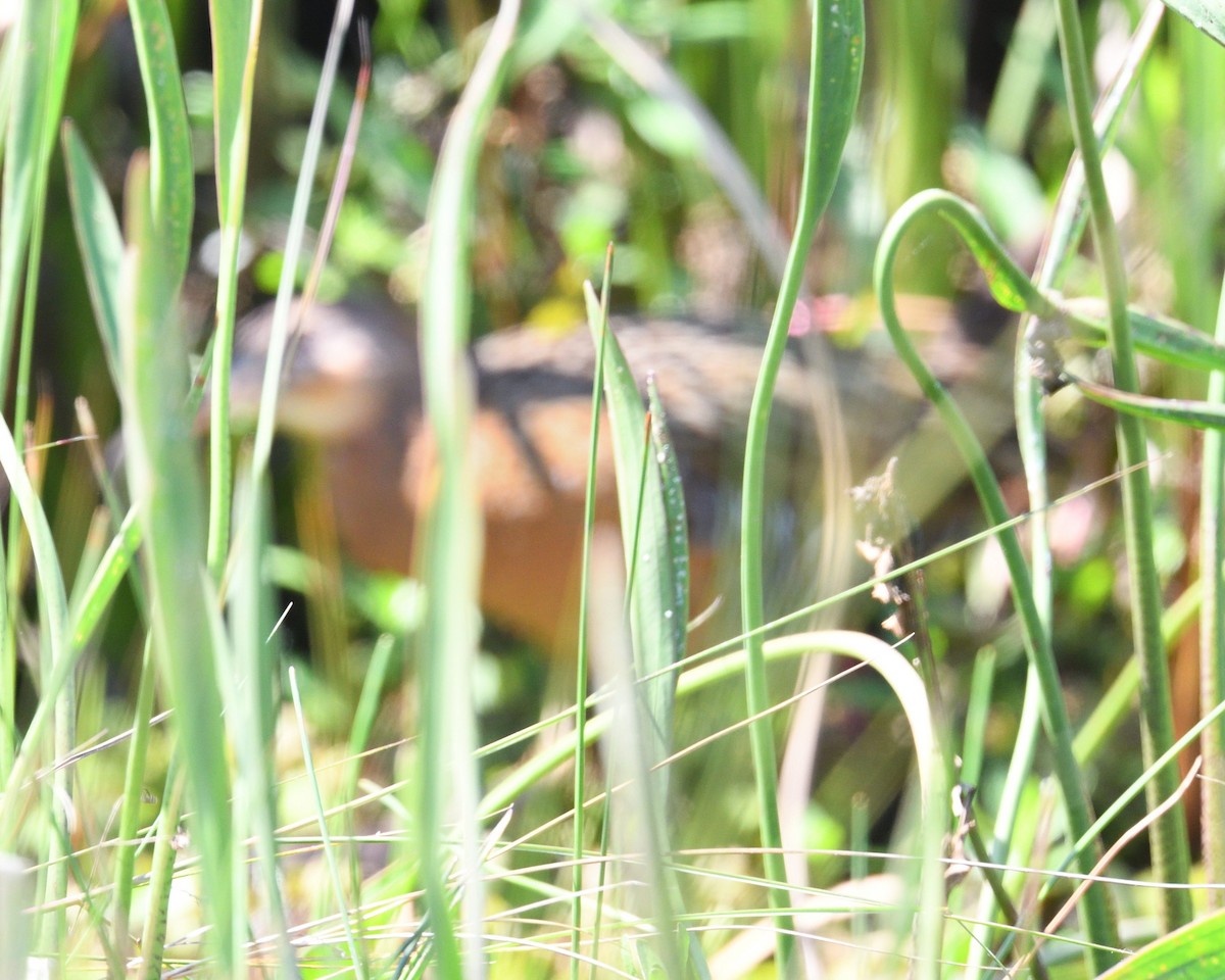 King Rail - ML634465244