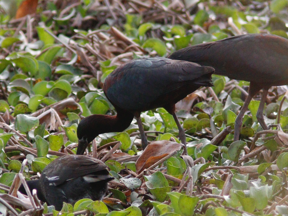 Glossy Ibis - ML634465270