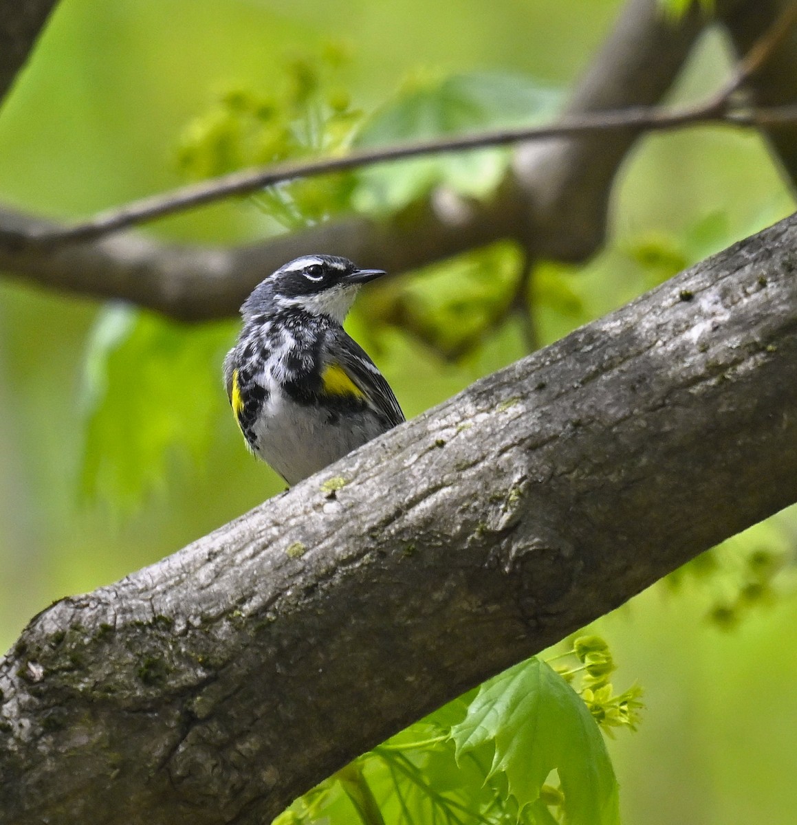 Yellow-rumped Warbler - ML634465383
