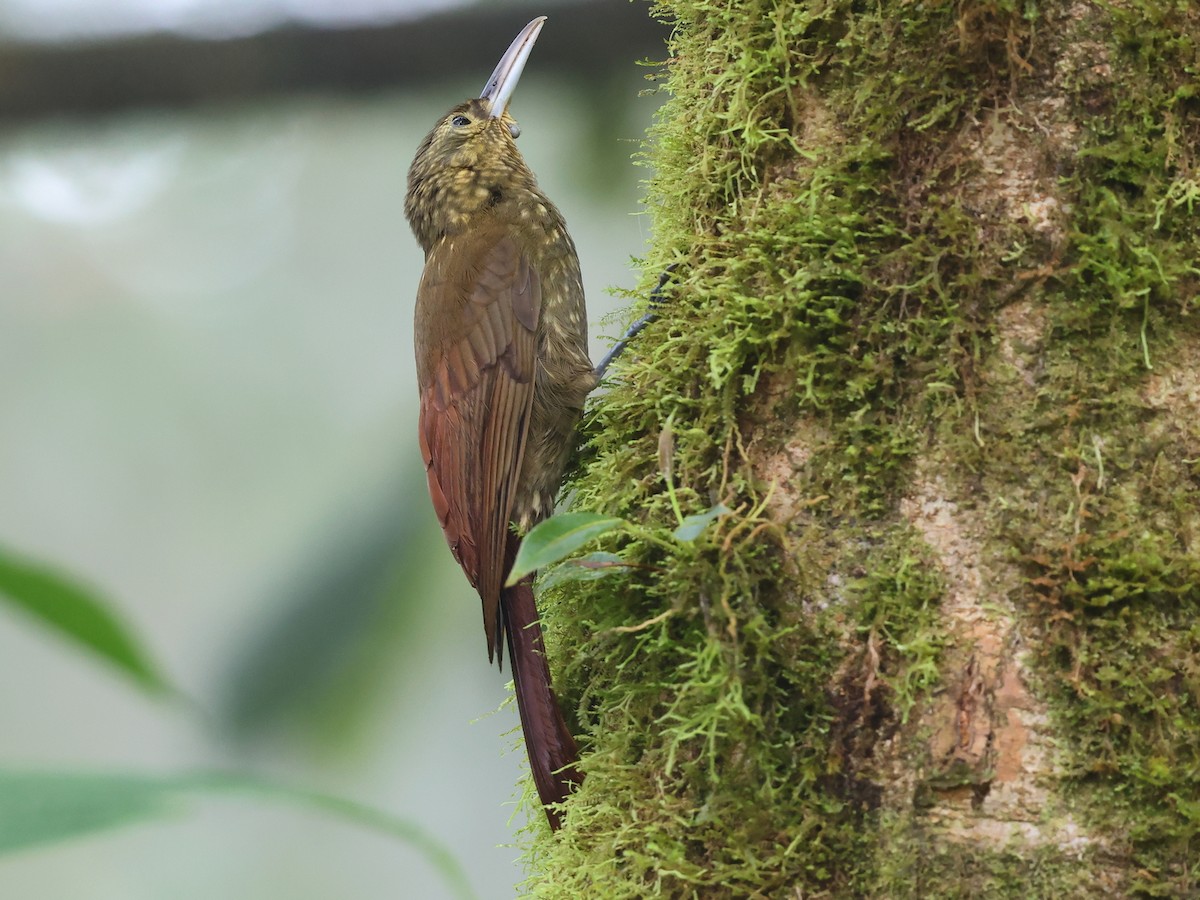 Spotted Woodcreeper (Berlepsch's) - ML634465428