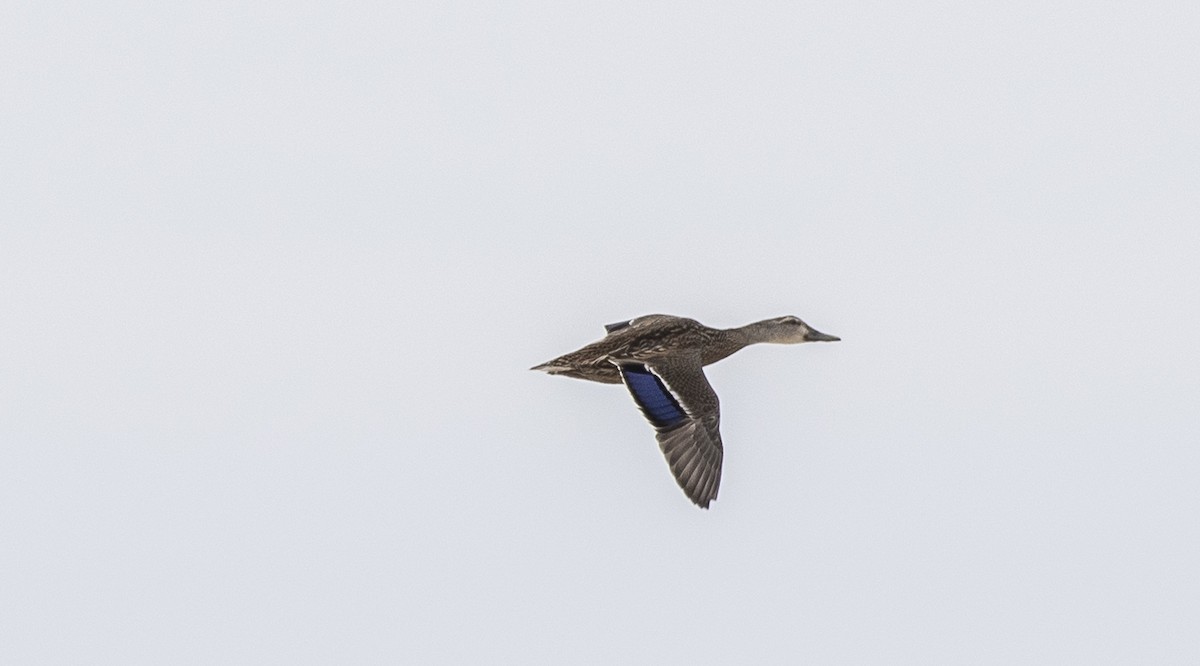 マガモ - ML634465498