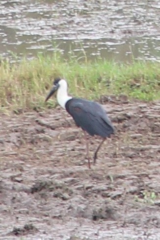 Zikoina lepazuri asiarra - ML634465499