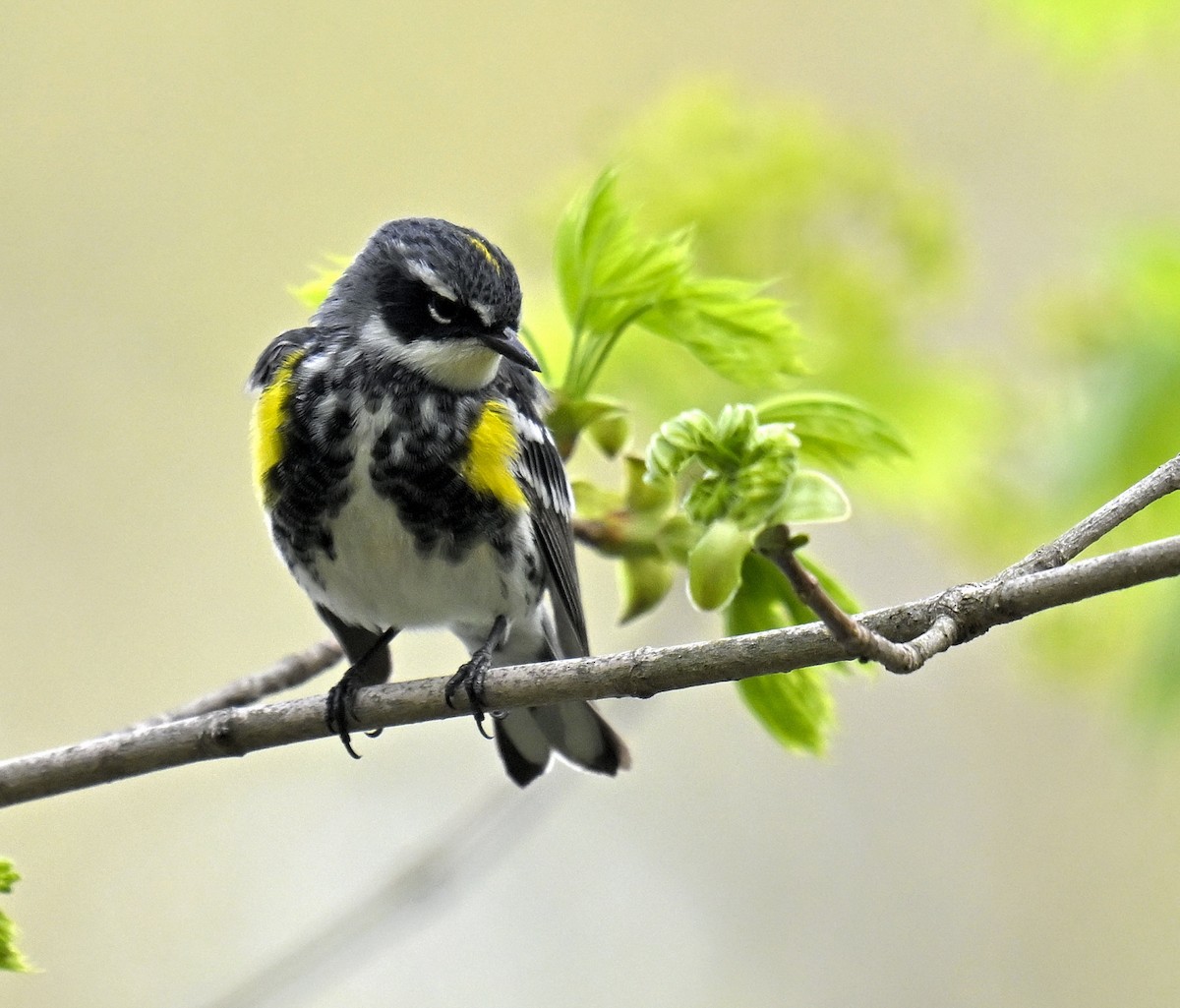 Yellow-rumped Warbler - ML634465511