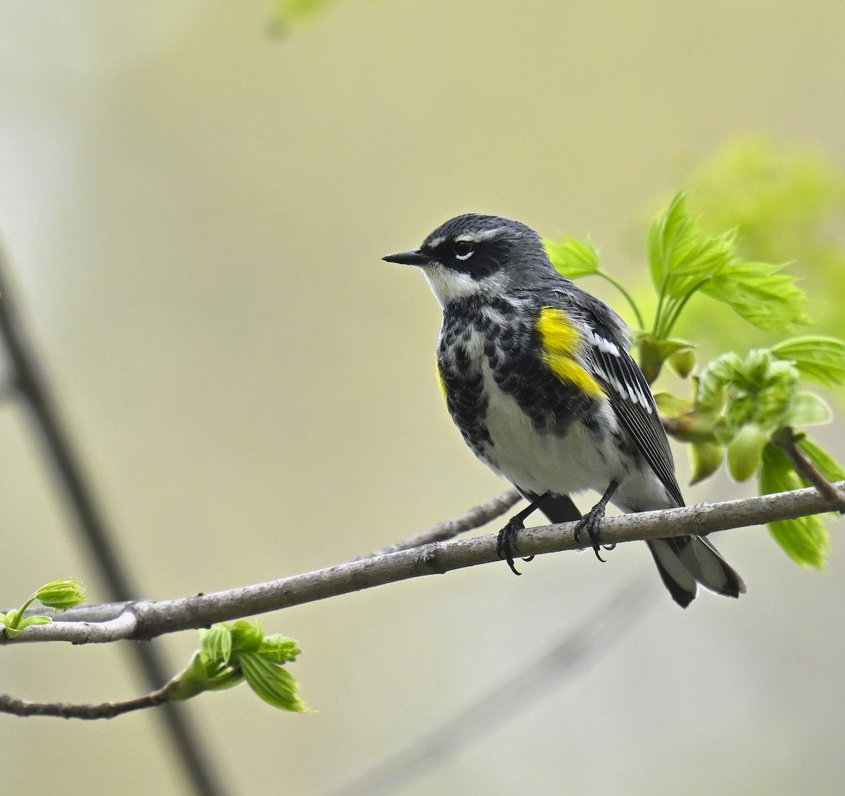 Yellow-rumped Warbler - ML634465520