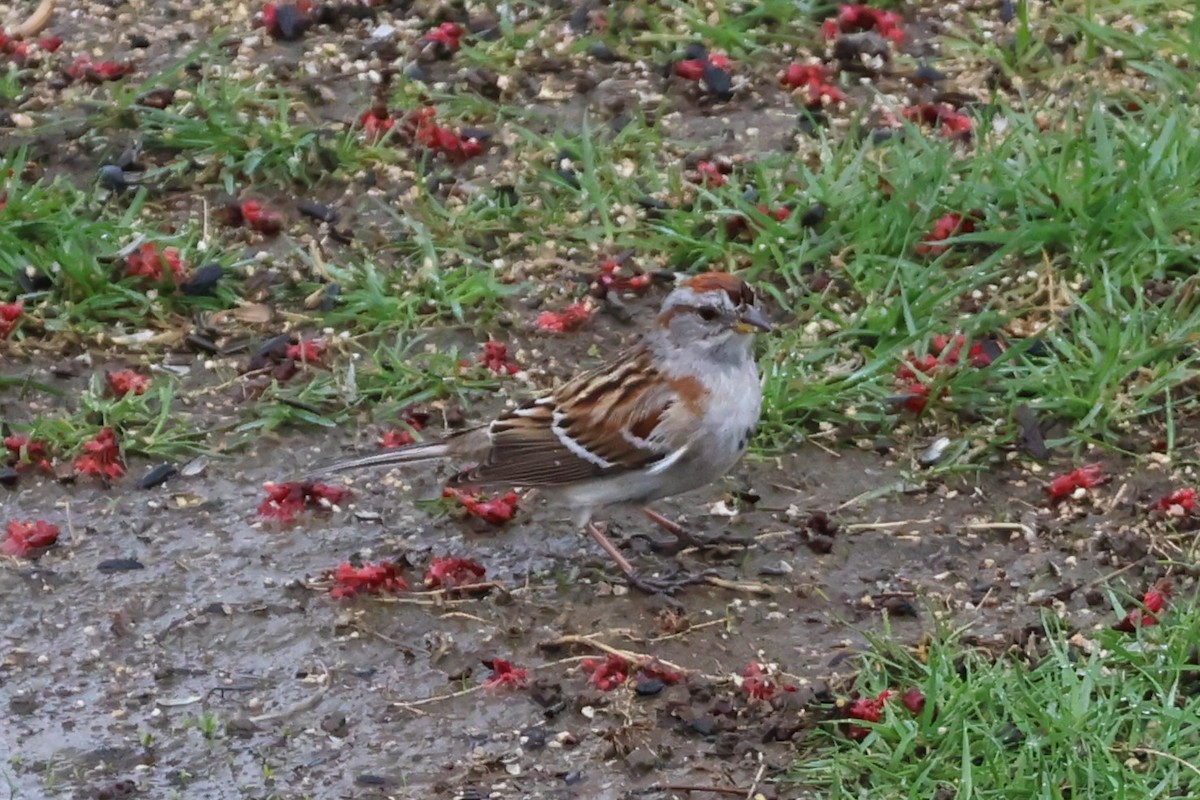 American Tree Sparrow - ML634465570