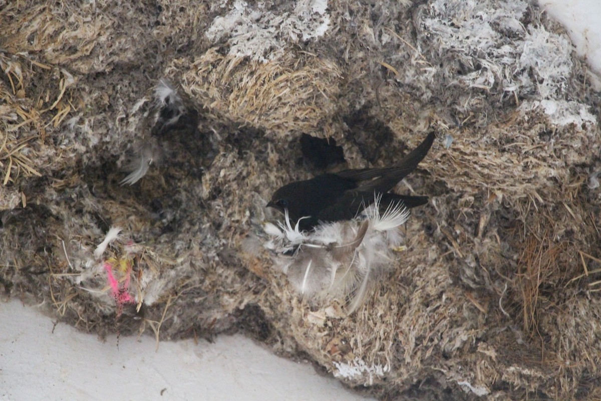 Indian Swiftlet - ML634465690