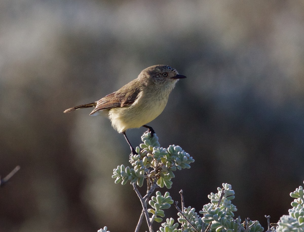 Slender-billed Thornbill - Scott Baker