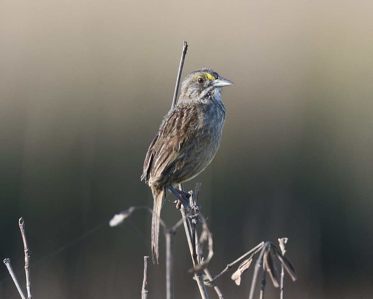 Seaside Sparrow - ML634465876