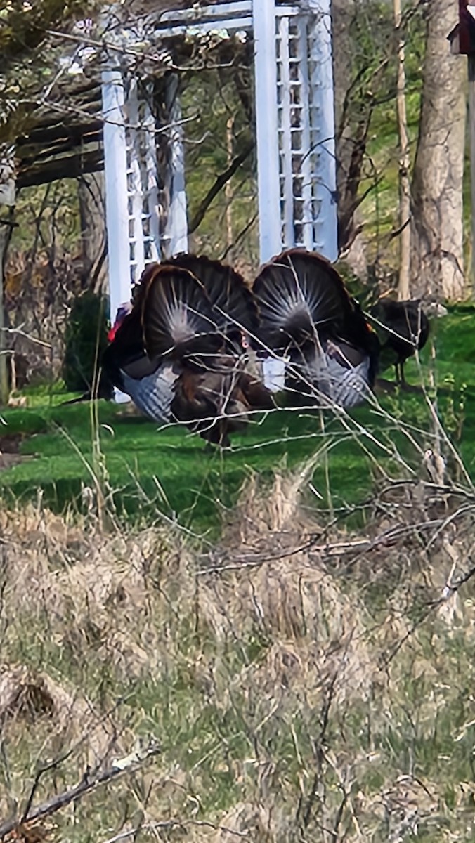 Wild Turkey - ML634465906
