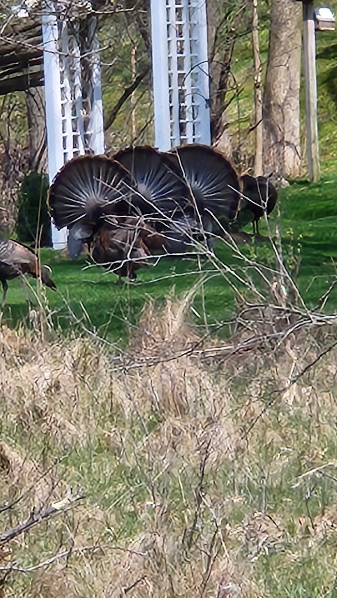 Wild Turkey - ML634465911