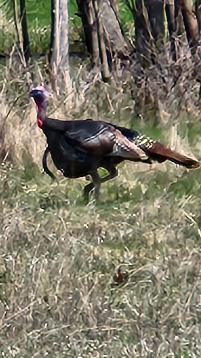 Wild Turkey - ML634465917