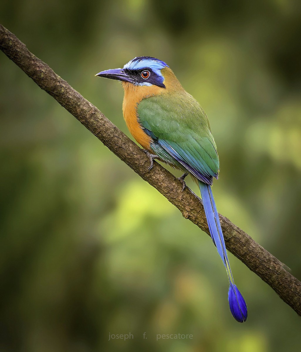 Trinidad Motmot - ML634466024