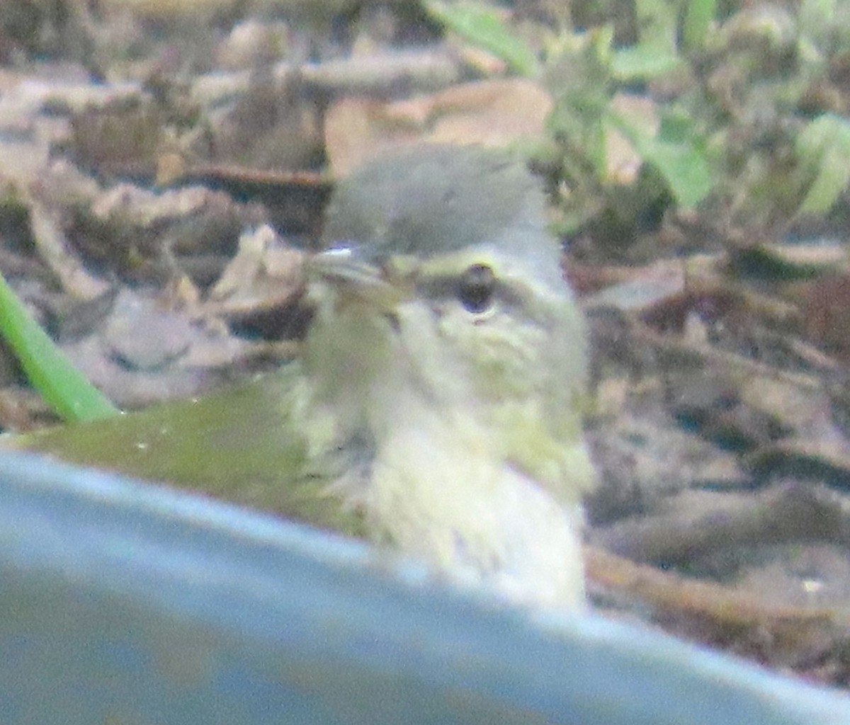 Tennessee Warbler - ML634466041