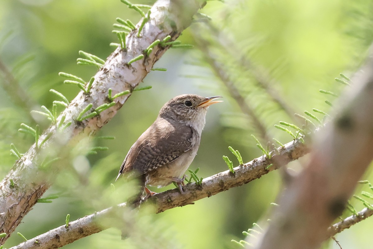 Northern House Wren - ML634466083