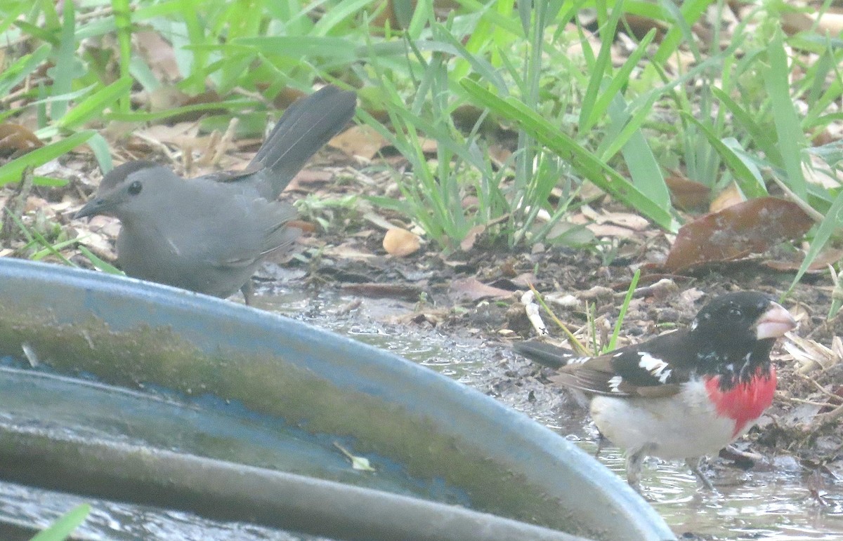 Gray Catbird - ML634466094