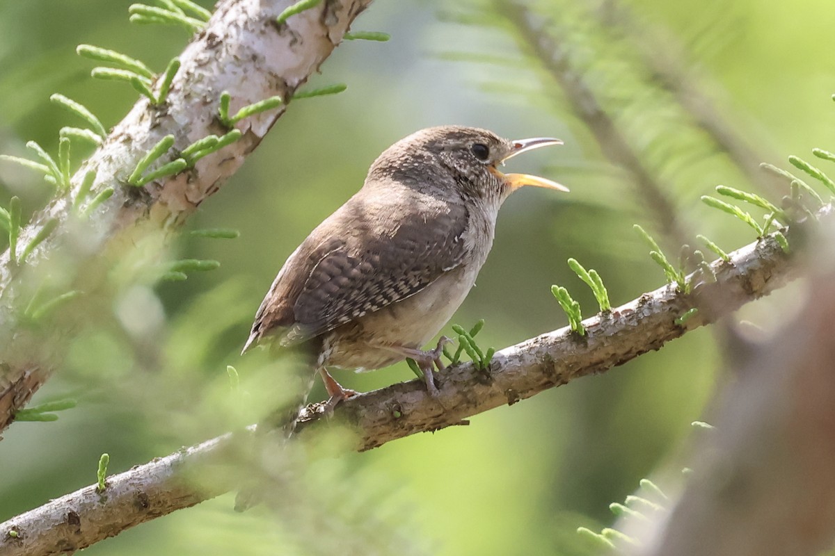 Northern House Wren - ML634466103