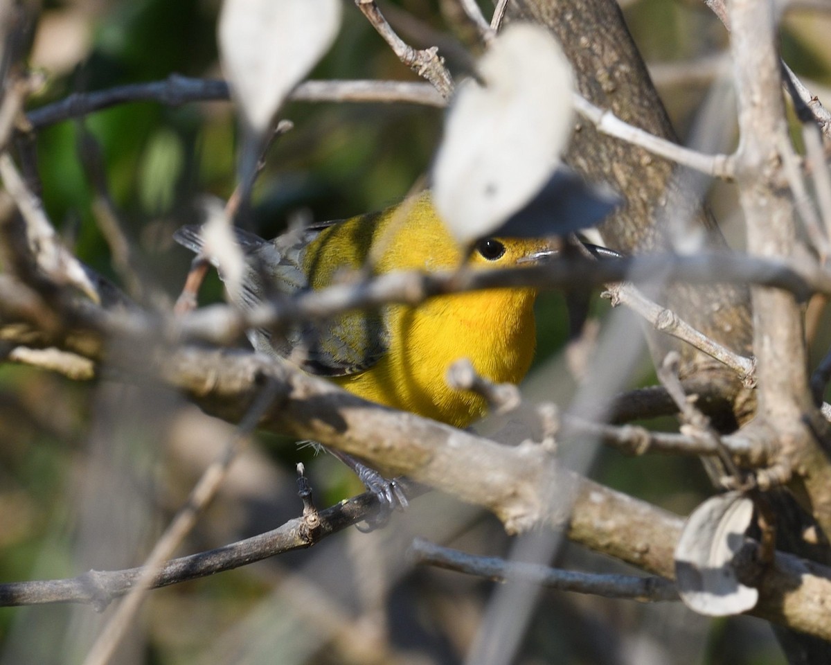 Prothonotary Warbler - ML634466104