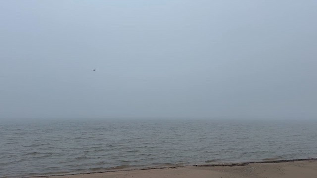 Белоголовый орлан - ML634466119
