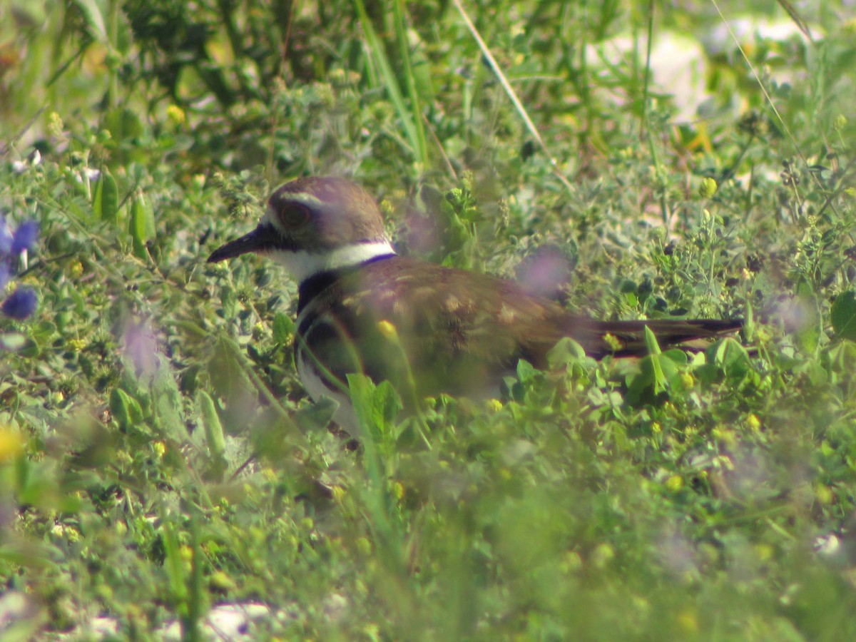 Killdeer - ML634466147