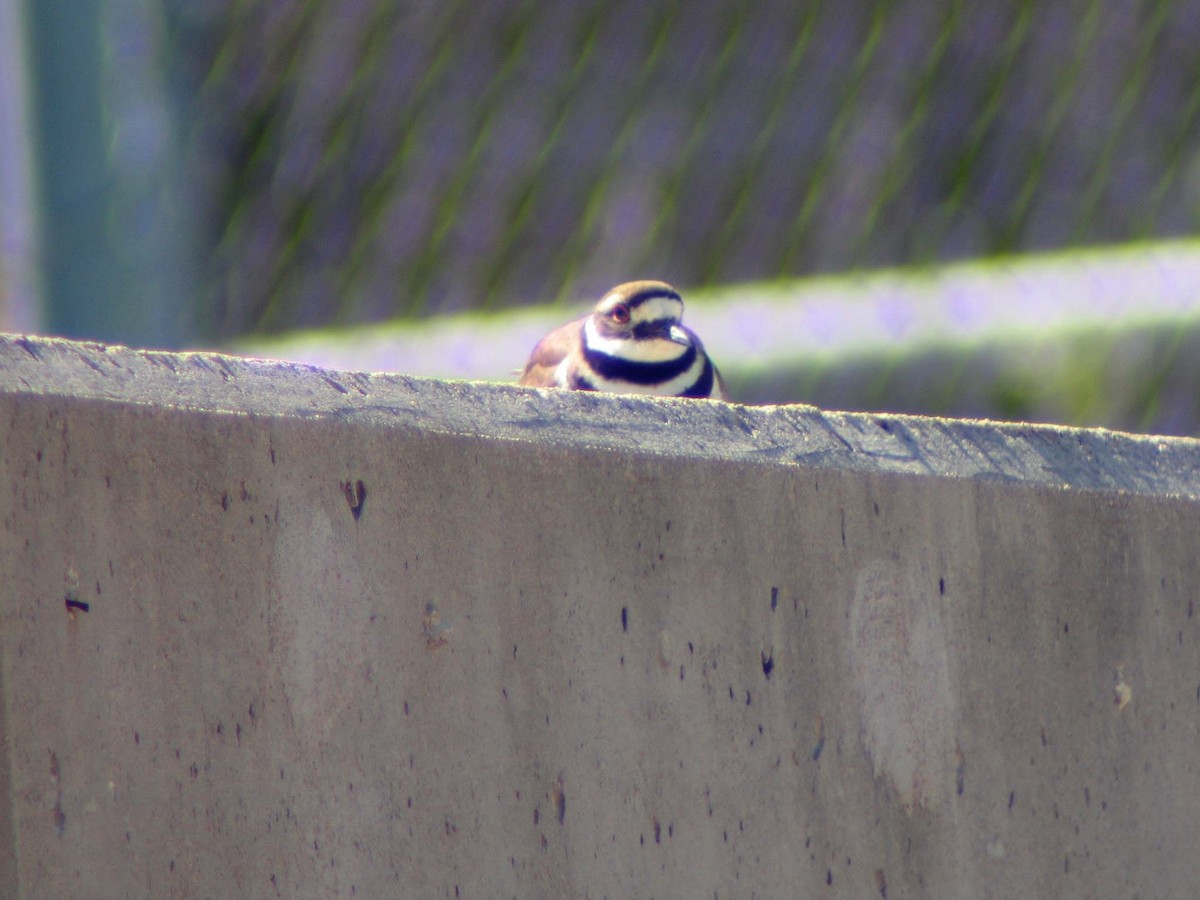 Killdeer - ML634466148