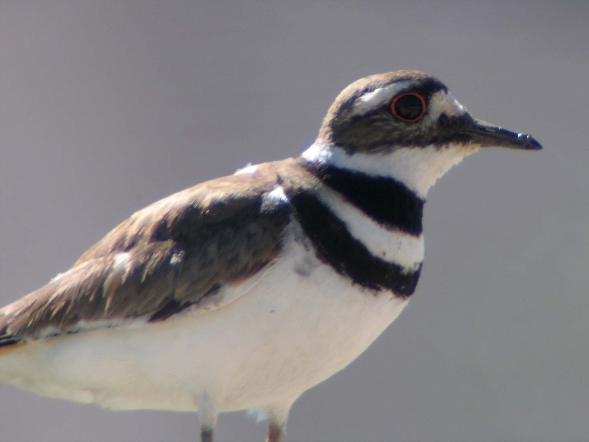 Killdeer - ML634466149