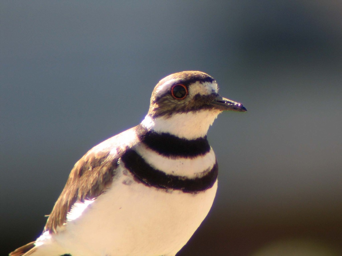 Killdeer - ML634466150