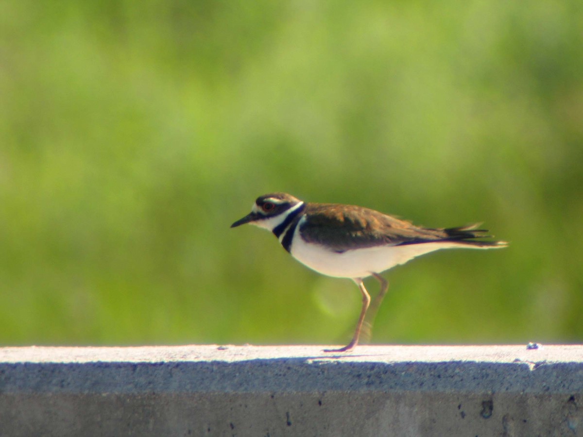 Killdeer - ML634466151