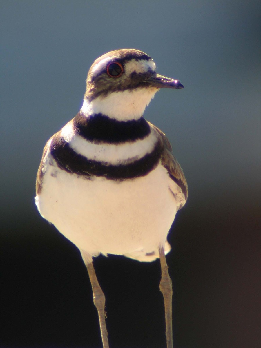 Killdeer - ML634466152