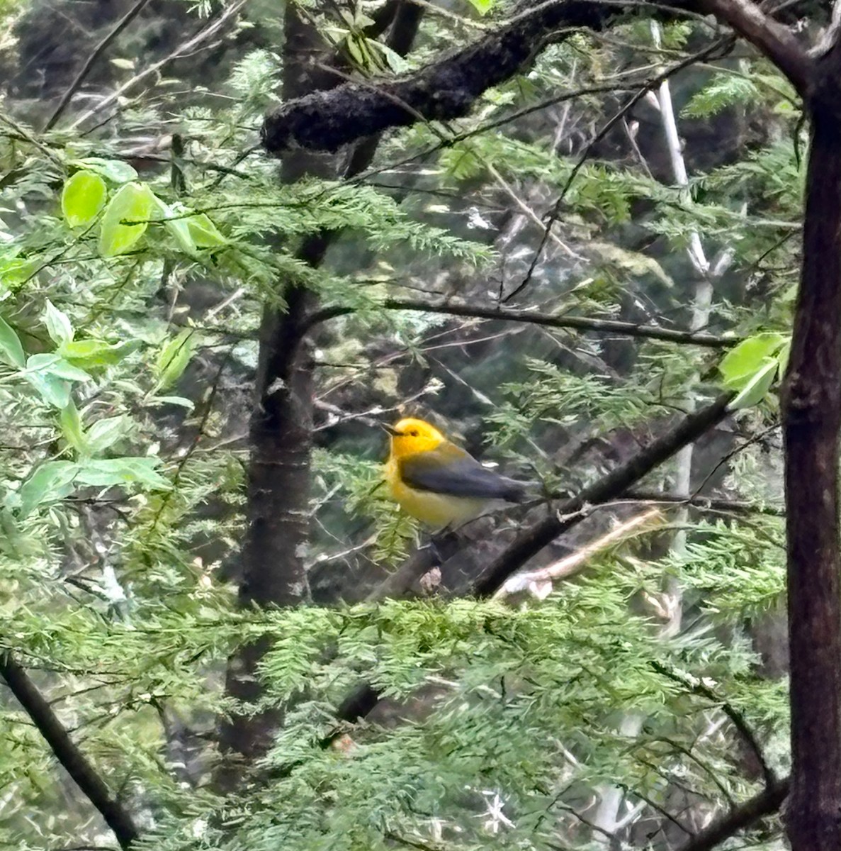 Prothonotary Warbler - ML634466187