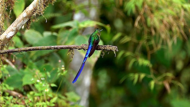 Violet-tailed Sylph - ML634466199