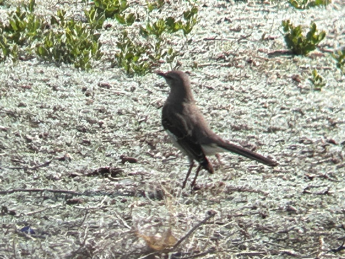 Northern Mockingbird - ML634466244
