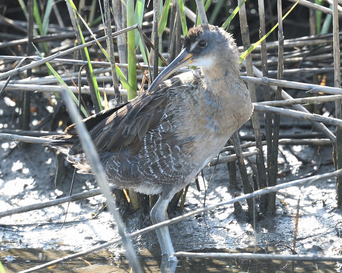 Clapper Rail - ML634466290