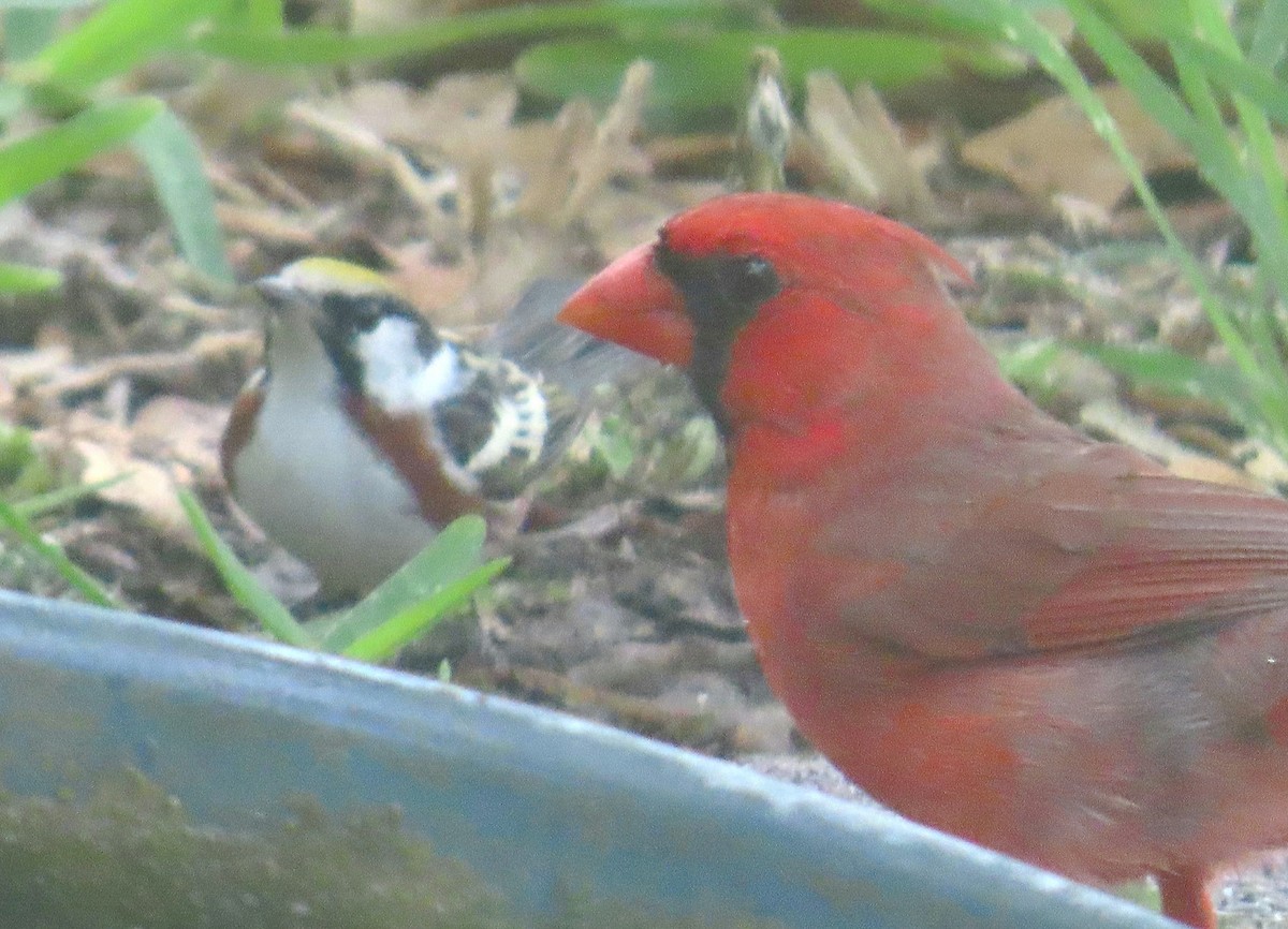 Chestnut-sided Warbler - ML634466299