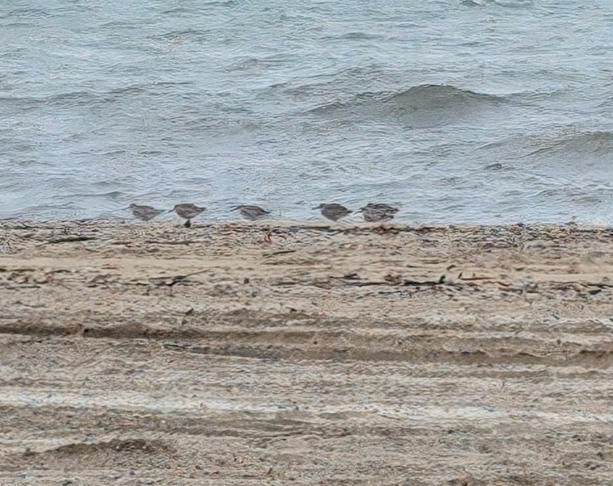 בבואן קרום-אצבעות - ML634466300