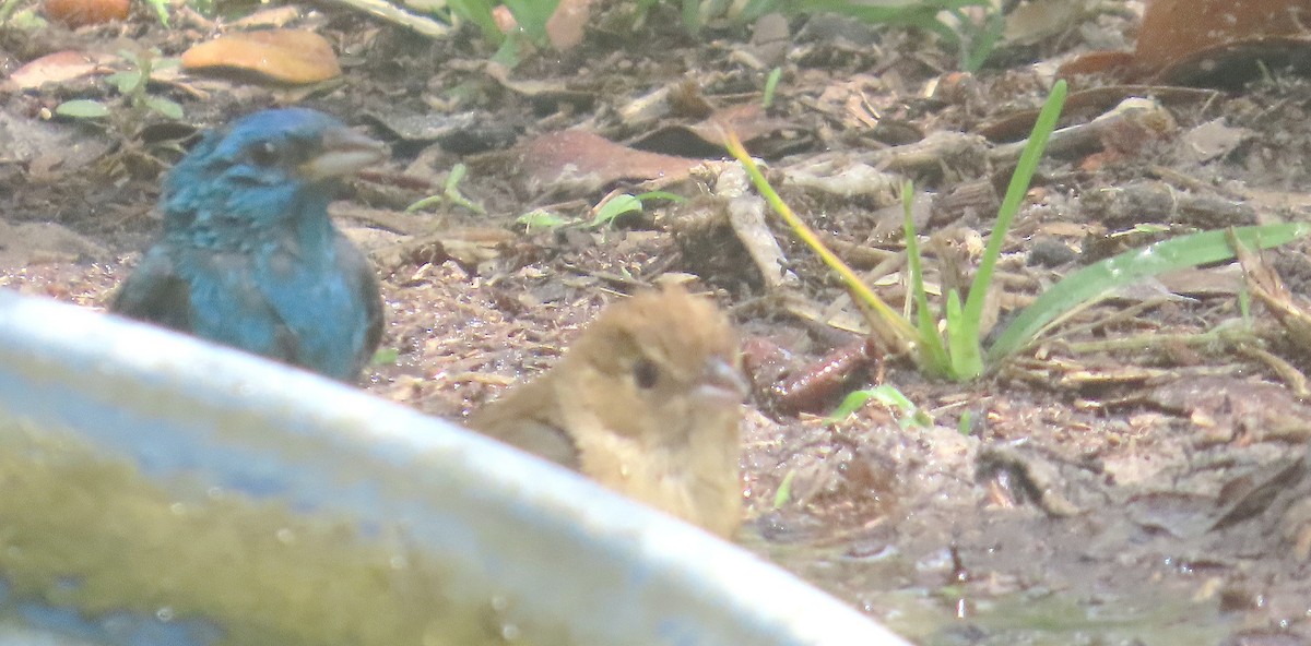 Indigo Bunting - ML634466363