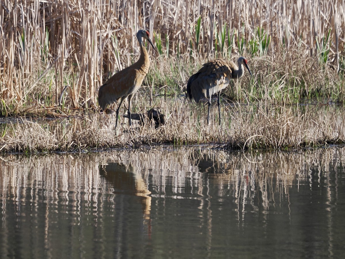 Sandhill Crane - ML634466373