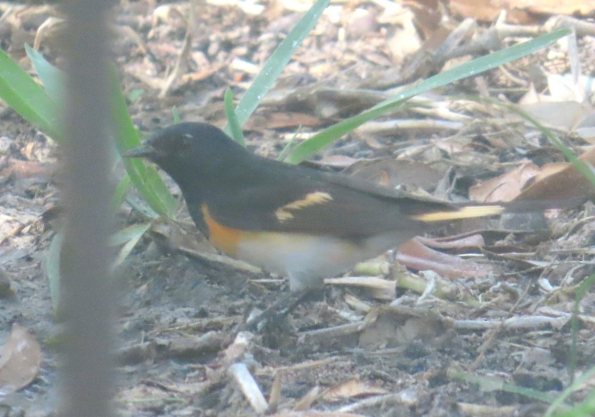 Baltimore Oriole - ML634466411