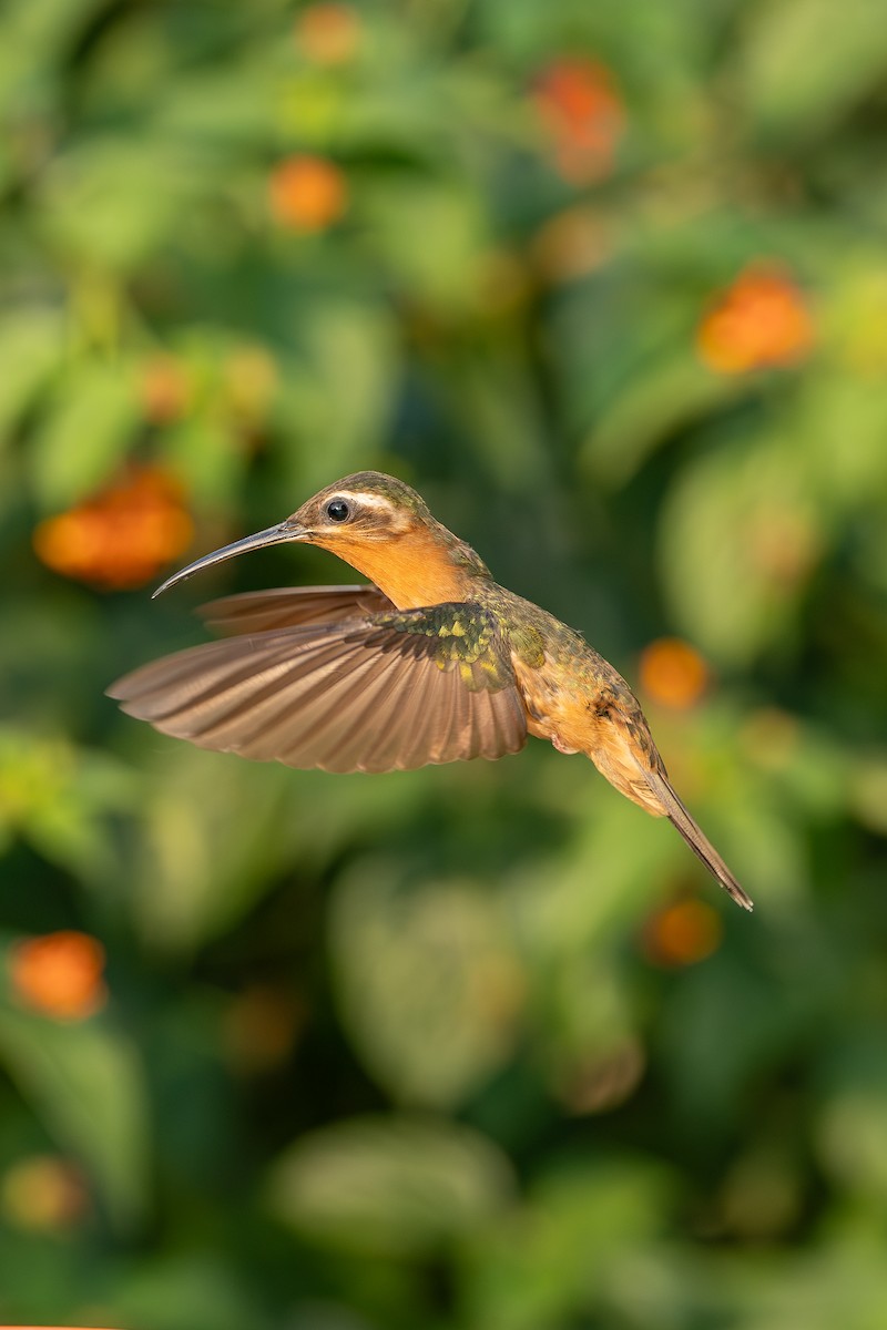 Hook-billed Hermit - ML634466414