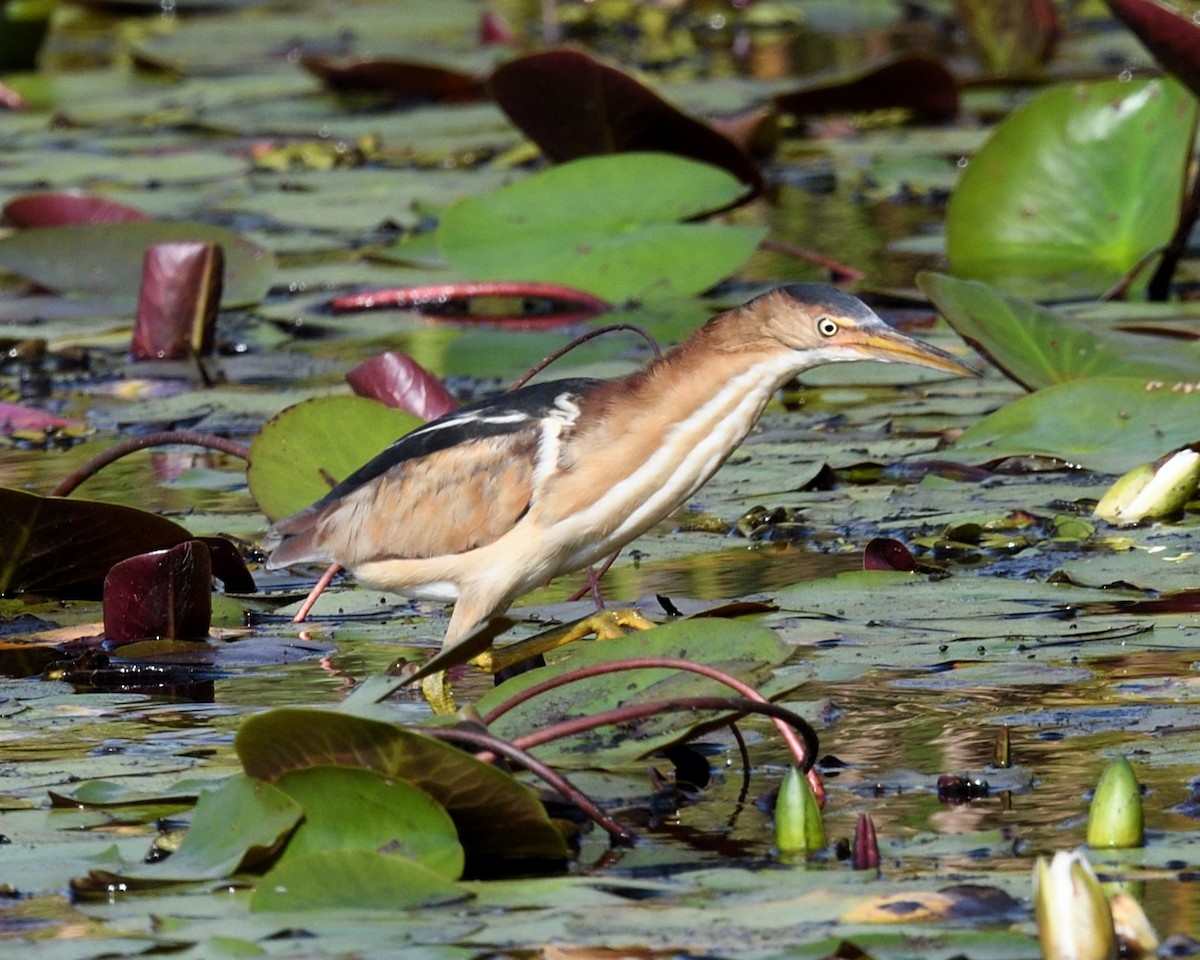 Least Bittern - ML634466418