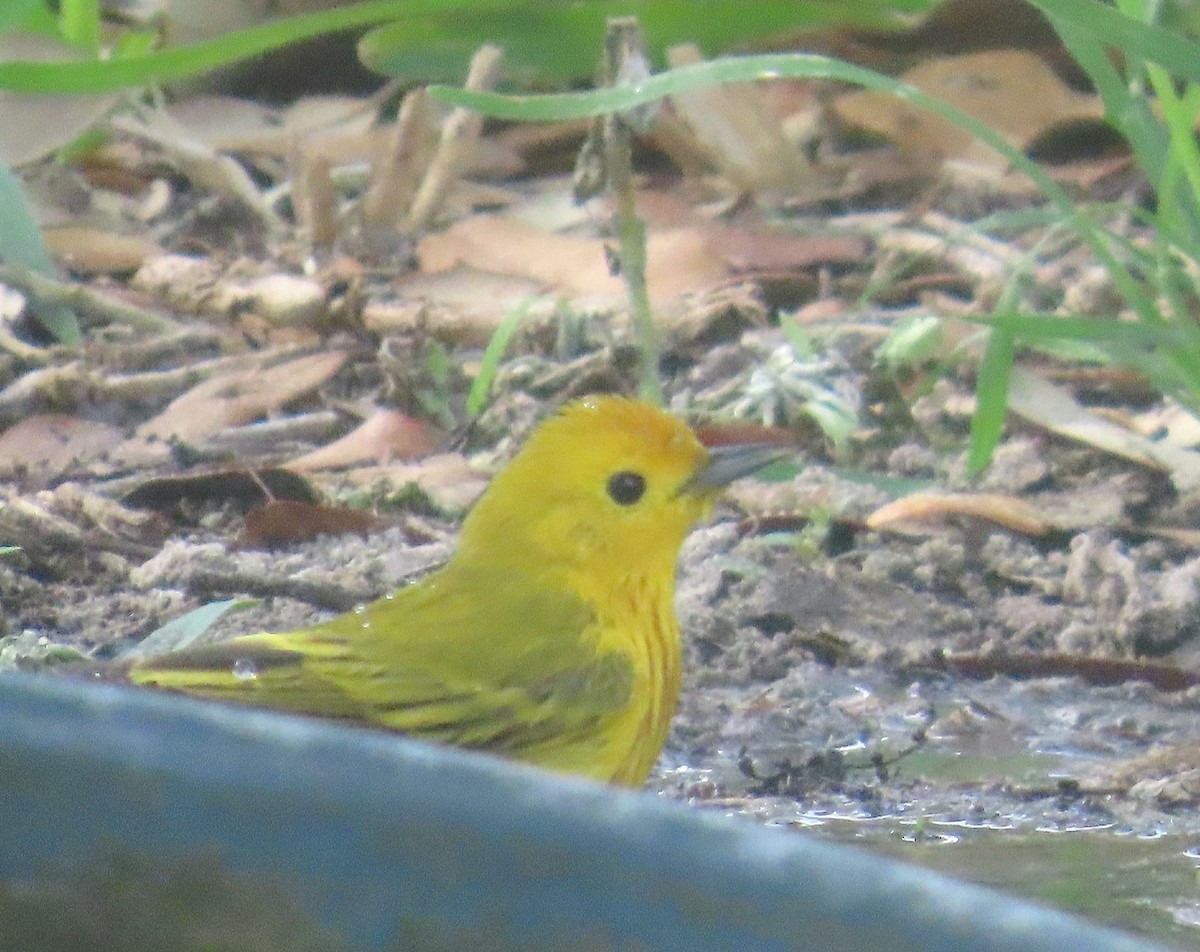 Northern Yellow Warbler - ML634466457