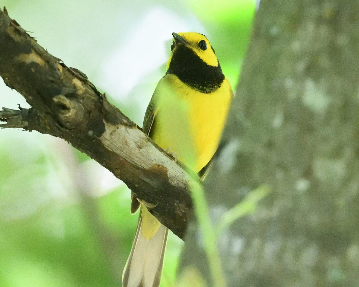 Hooded Warbler - ML634466487