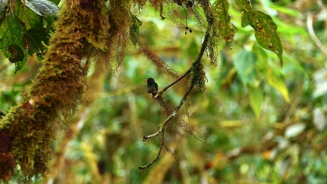 Rufous-tailed Hummingbird - ML634466488