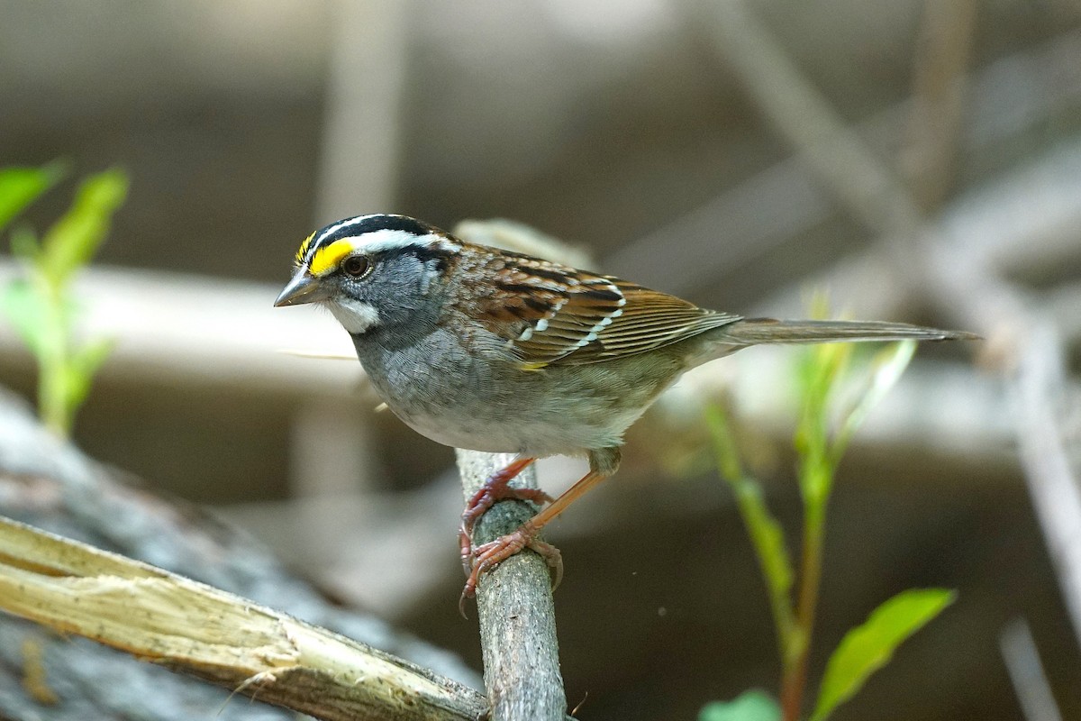 White-throated Sparrow - ML634466504