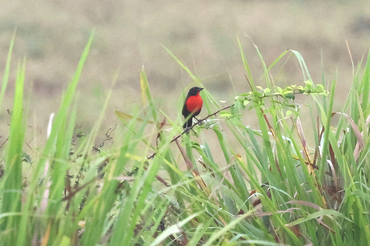 Red-breasted Meadowlark - ML634466523