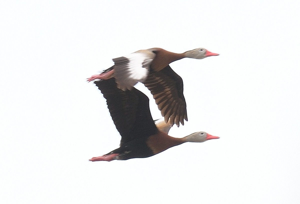 Black-bellied Whistling-Duck - ML634466538