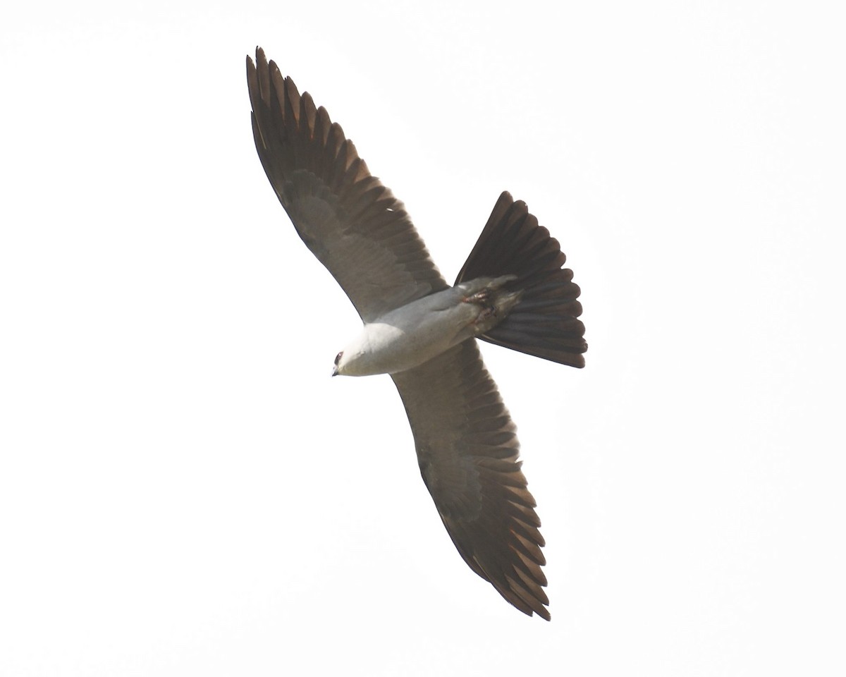 Mississippi Kite - ML634466575