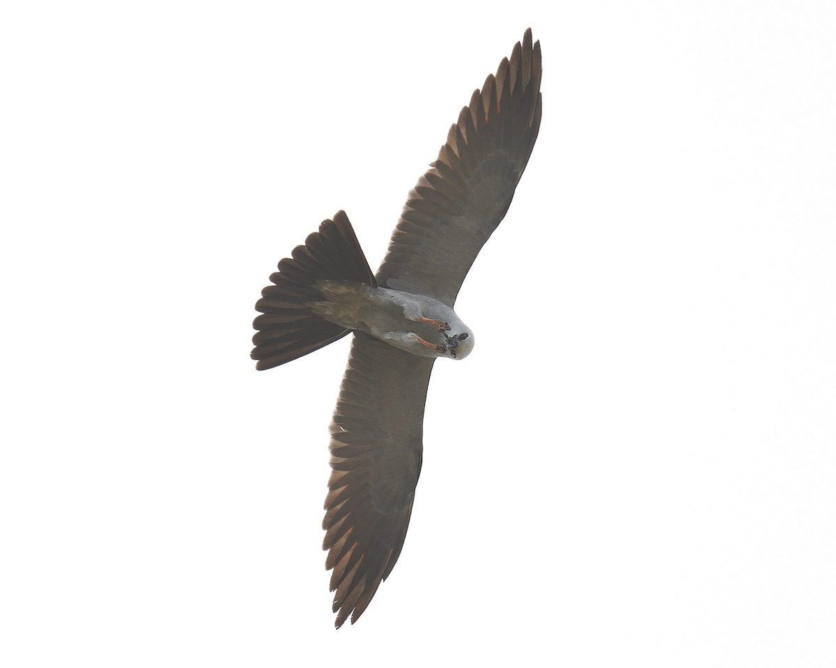 Mississippi Kite - ML634466577
