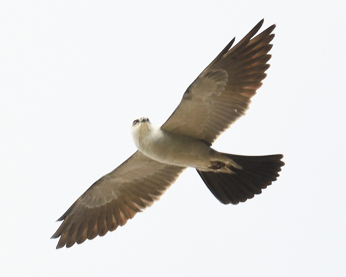 Mississippi Kite - ML634466581