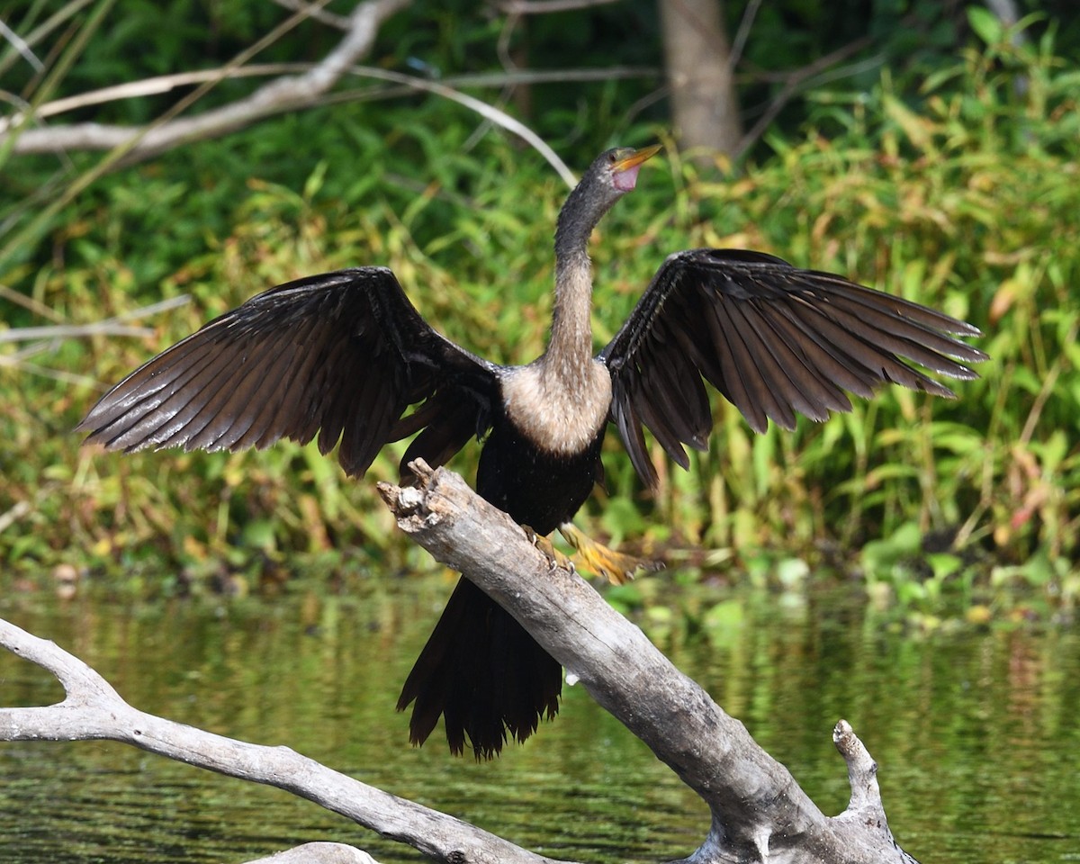 Anhinga - ML634466618